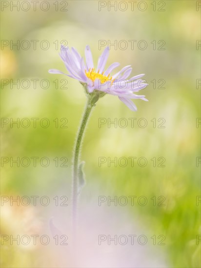 European Michaelmas Daisy (Aster amellus) in an Alpine meadow