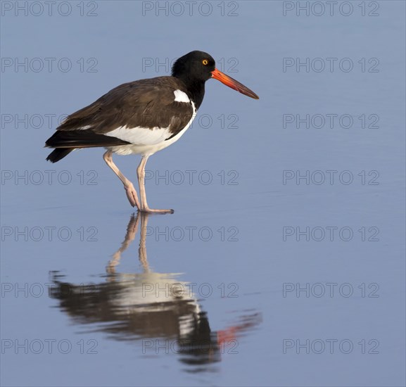 American oystercatcher (Haematopus palliatus) on the beach