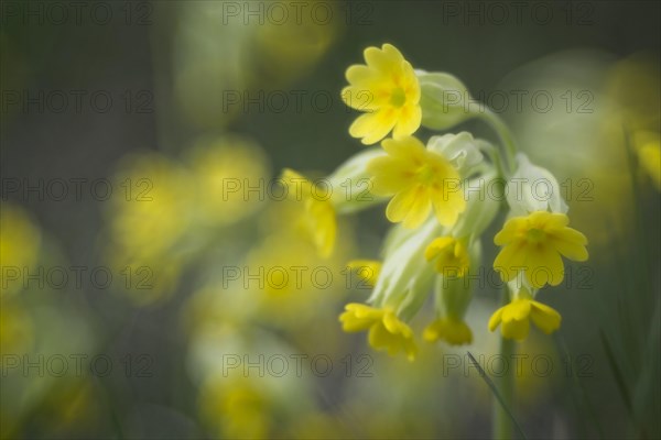 Cowslip (Primula veris)