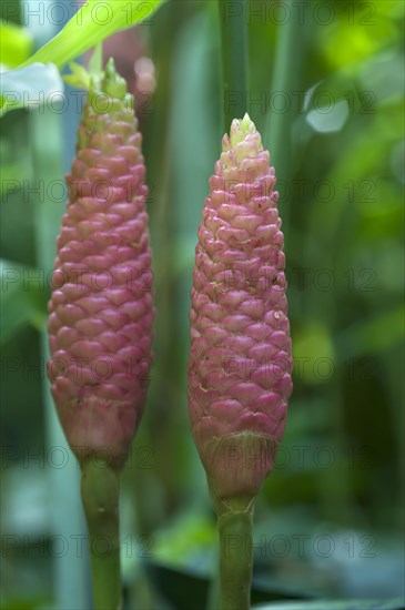 Betel (Piper betle) inflorescence