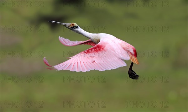 Roseate spoonbill (Ajaia ajaja)