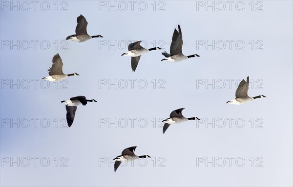 Canada geese (Branta canadensis) in flight