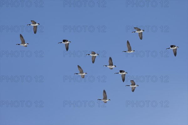 Canada geese (Branta canadensis) in flight