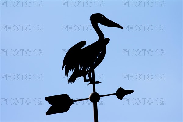 Wind direction knife in the shape of a pelican