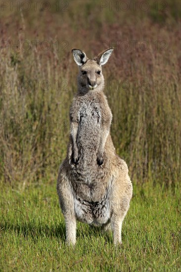 Eastern Grey Kangaroo (Macropus giganteus)