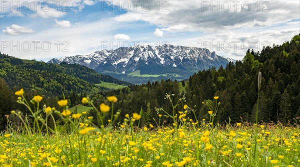 Yellow flower meadow in front of mountain panorama with mountain range Zahmer Kaiser