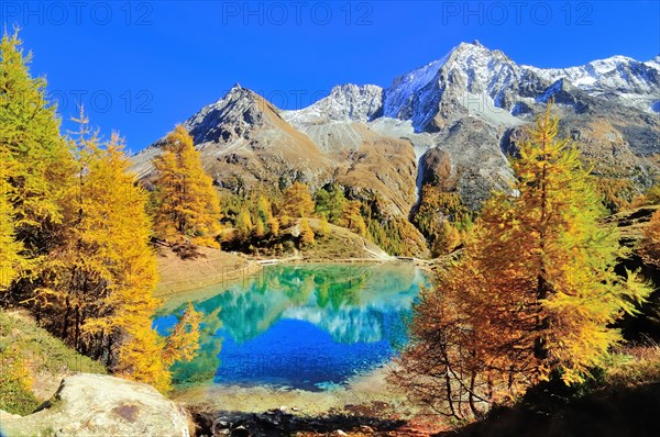 Lac Bleu with autumnal larch trees in Val d'Arolla