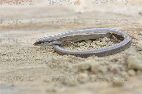 Budak's Snake-eyed Skink (Ablepharus budaki anatolicus)