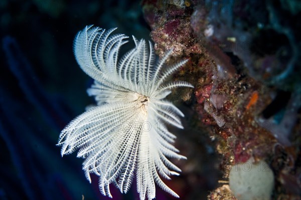 Bristleworm (Protula Tubularia)