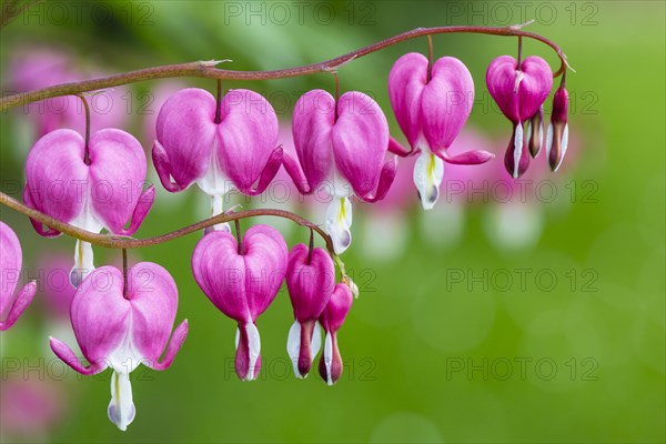 Bleeding Heart (Lamprocapnos spectabili)