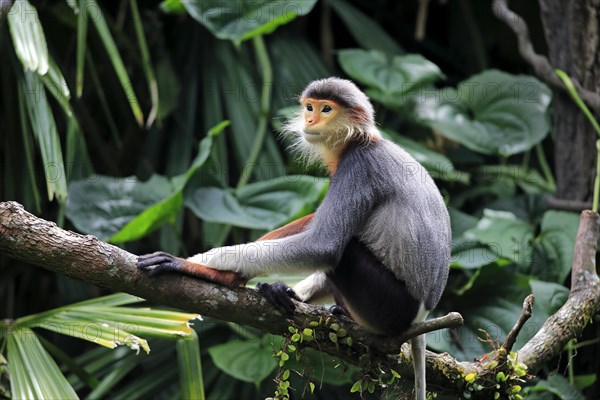 Douc Langur or Red-shanked Douc (Pygathrix nemaeus)