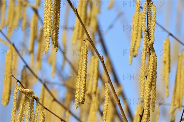 Catkins on a Common Hazel shrub (Corylus avellana)