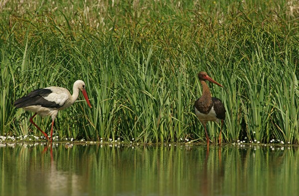 White Stork (Ciconia ciconia) and a Black Stork (Ciconia nigra)