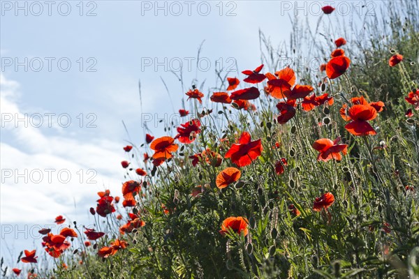 Corn Poppies (Papaver rhoeas)