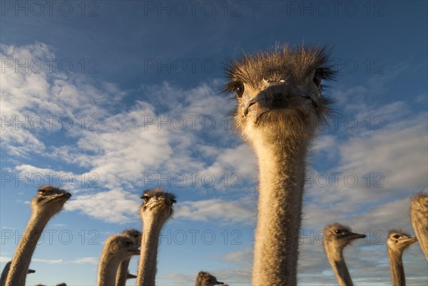 African Ostriches (Struthio camelus)