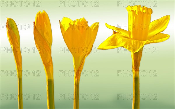 Yellow Crocuses (Crocus sp.) starting to bloom