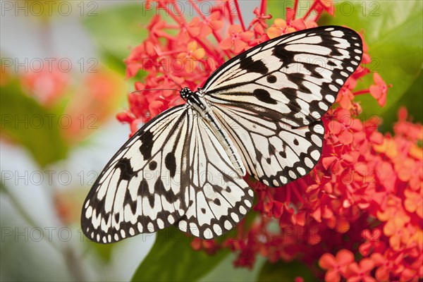 Paper Kite or Large Tree Nymph (Idea leuconoe)