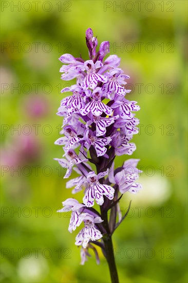 Military Orchid (Orchis militaris)