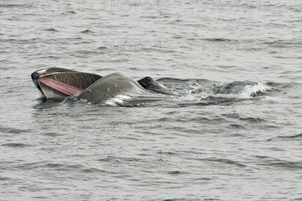 Humpback Whale (Megaptera novaeangliae) foraging at the sea surface