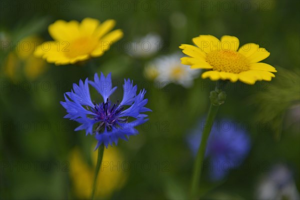 Cornflower (Centaurea cyanus) and Corn Marigold (Chrysanthemum segetum)