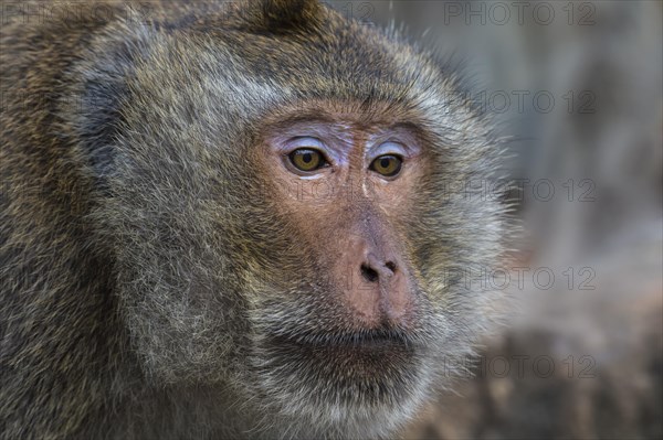 Long-tailed Macaque or Crab-eating Macaque (Macaca fascicularis)