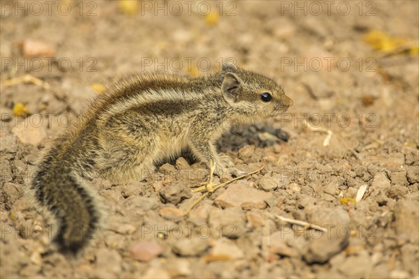 Chipmunk (Tamias)