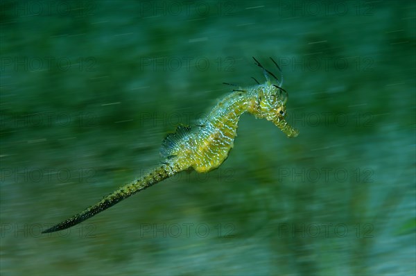 Short-snouted Seahorse (Hippocampus hippocampus)