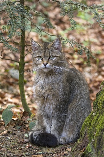 Wildcat (Felis silvestris)