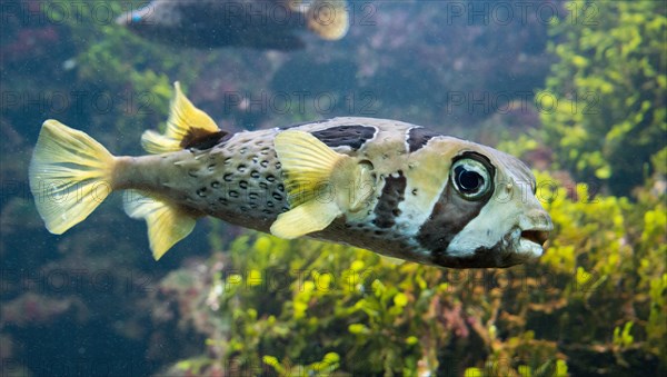 White-spotted Puffer (Arothron hispidus)