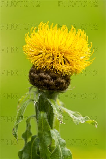 Globe Knapweed (Centaurea macrocephala)