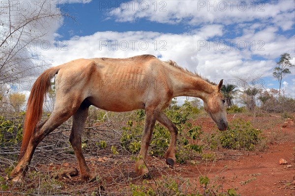 Emaciated horse on a barren pasture