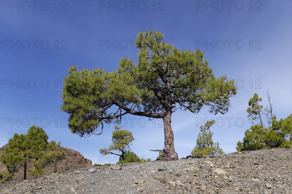 Canary Island Pine (Pinus canariensis)