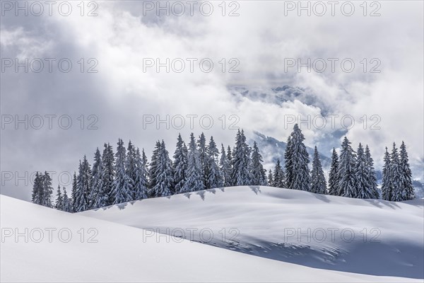 Coniferous trees with snow and hoarfrost