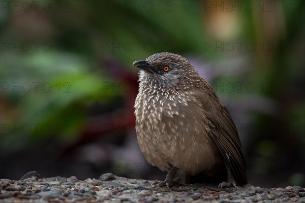 Arrow-marked Babbler (Turdoides jardineii)