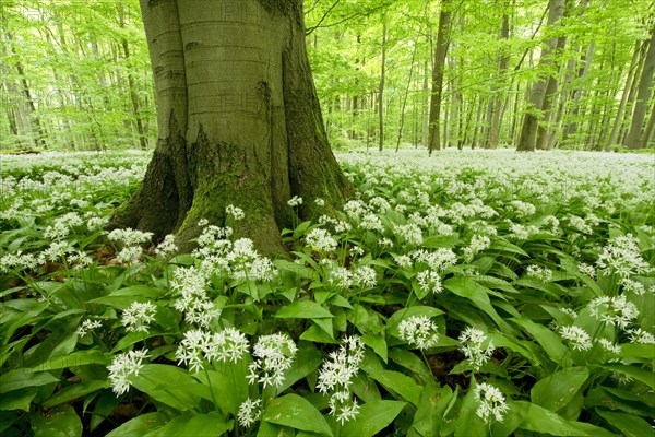 Ramsons (Allium ursinum) flowering