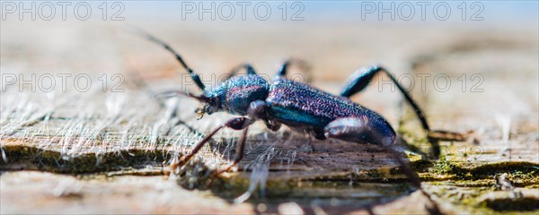 Violet Tanbark Beetle (Callidium violaceum)