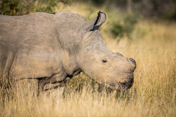 White rhinoceros (Ceratotherium simum)