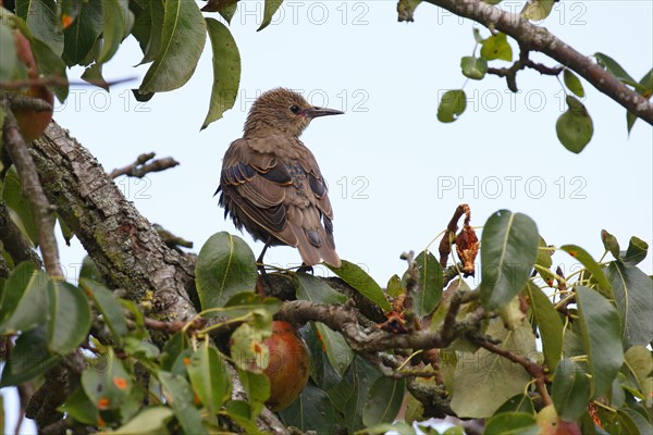 European Starling (Sturnus vulgaris)