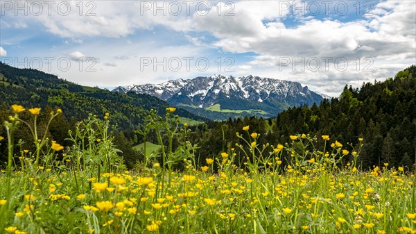 Yellow flower meadow in front of mountain panorama with mountain range Zahmer Kaiser