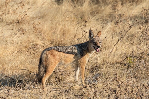 Black-backed jackal (Canis mesomelas) with prey guinea fowl