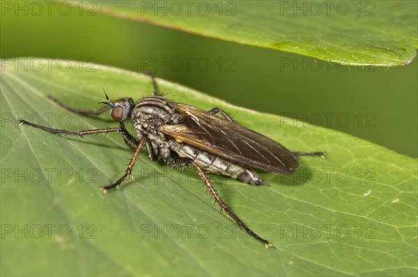 Common stiletto (Thereva nobilitata)