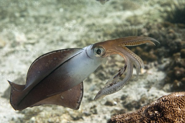 Bigfin Reef Squid (Sepioteuthis lessoniana)