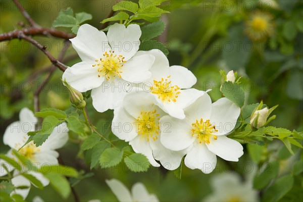 Burnet Rose (Rosa spinosissima)