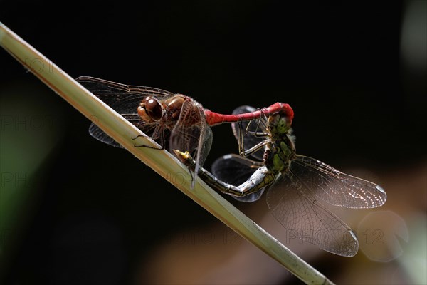 Vagrant Darters (Sympetrum vulgatum)