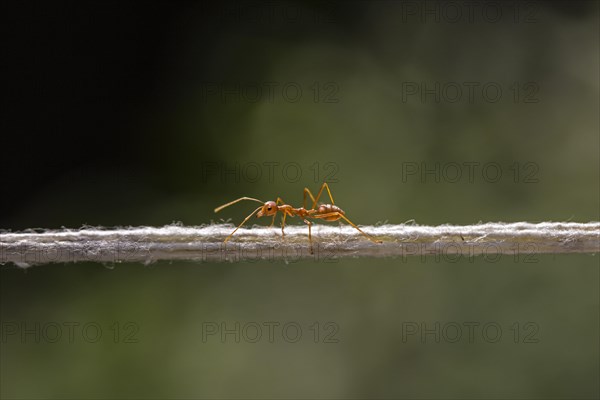 Weaver Ant (Oecophylla smaragdina) balancing on a string