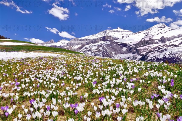 Flowering Crocus meadow near Les Diablerets with views of Oldenhorn