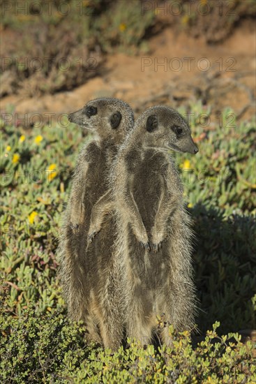 Two Meerkats (Suricata suricatta) looking in opposite directions