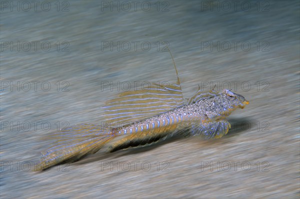 Sailfin Dragonet (Callionymus pusillus)