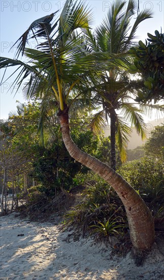 Coconut Palm (Cocos nucifera)