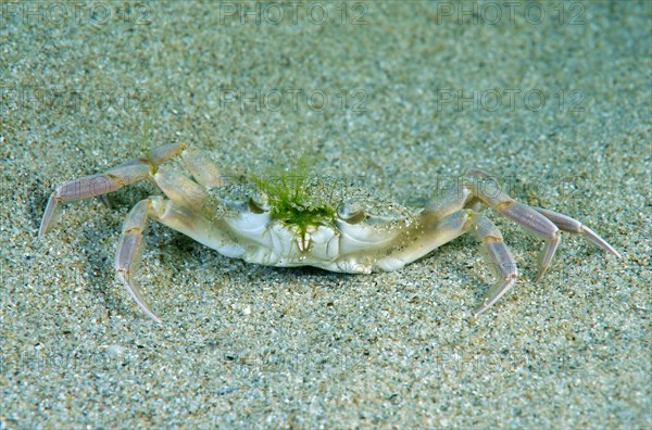 Swimming Crab (Macropipus holsatus)